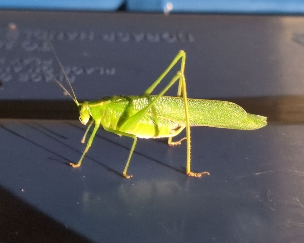 A big green bug