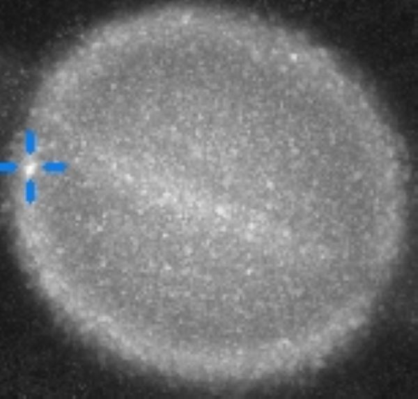Grayish circle with lighter edges and equator with a white spot on the left limb marked by blue lines.