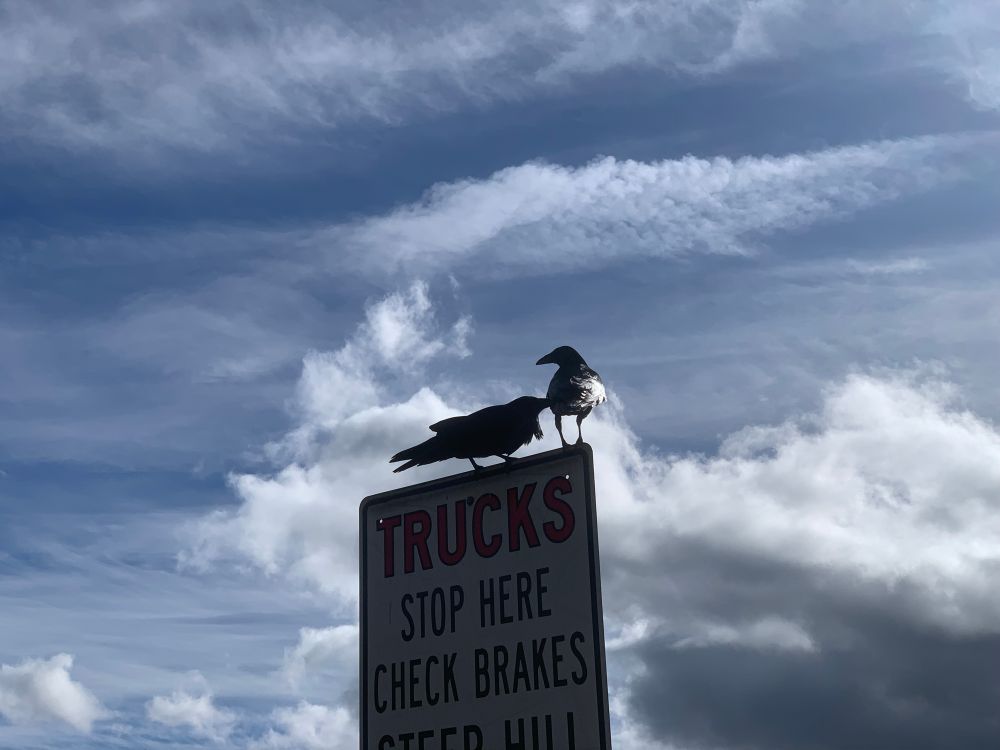 Two ravens perch on a sign against a cloudy sky 