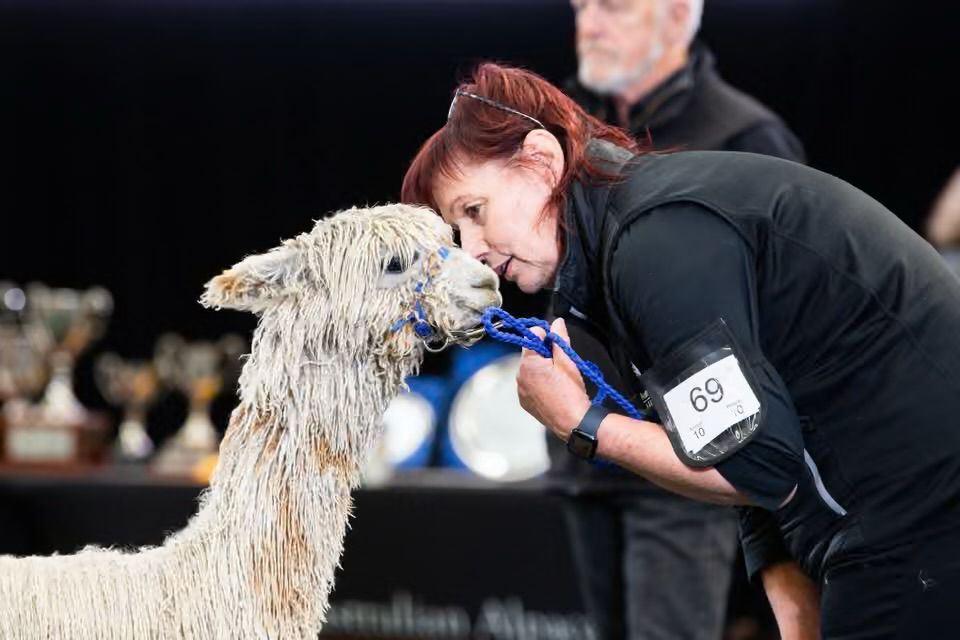 lady whispering to an alpaca
