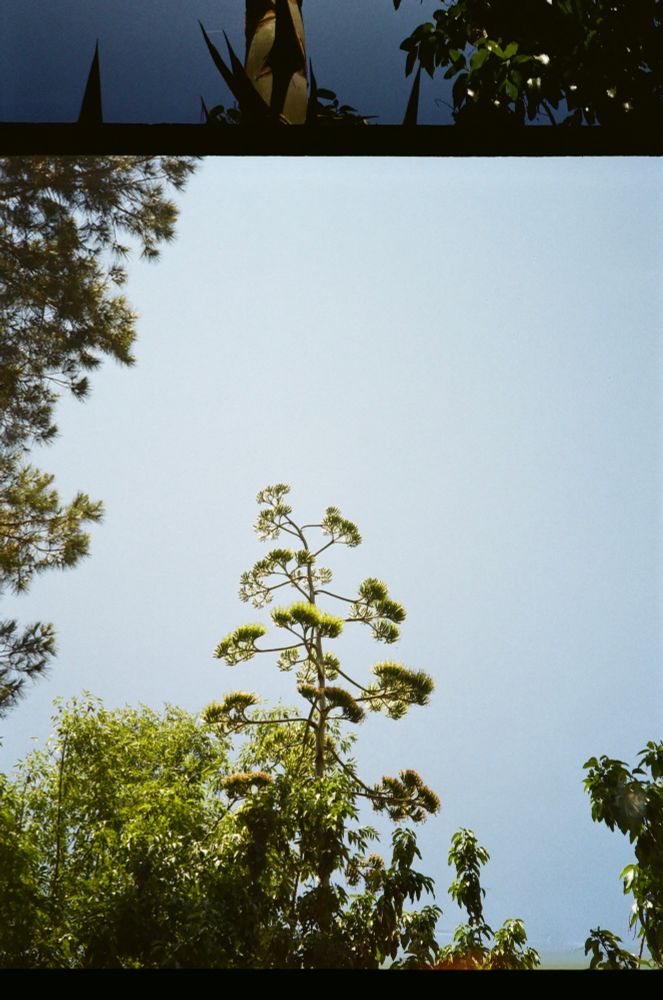 agave americana blooming at the end of its life cycle, 30+ feet