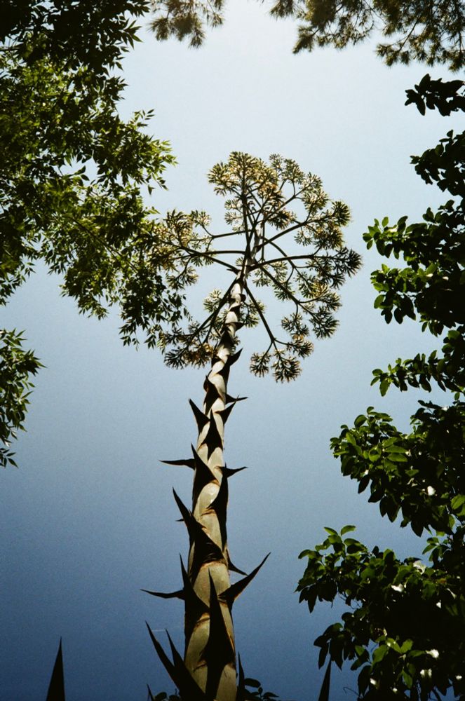agave americana blooming at the end of its life cycle, 30+ feet