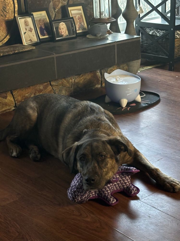 Gracie the brown brindle pup lies on dark hardwood floors beside a cat watering fountain. Under her chin is a purple stuffed pig. 