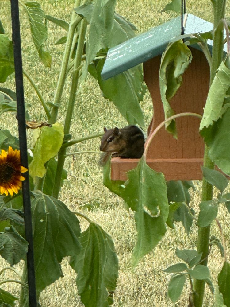 photo of a chipmunk sitting on a bird feeder. its cheeks are full and there are several sunflower plants nearby.