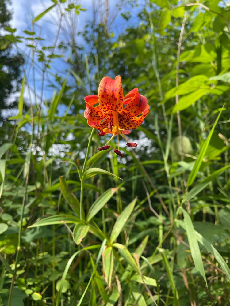 photo of a bright orange lily with speckled petals