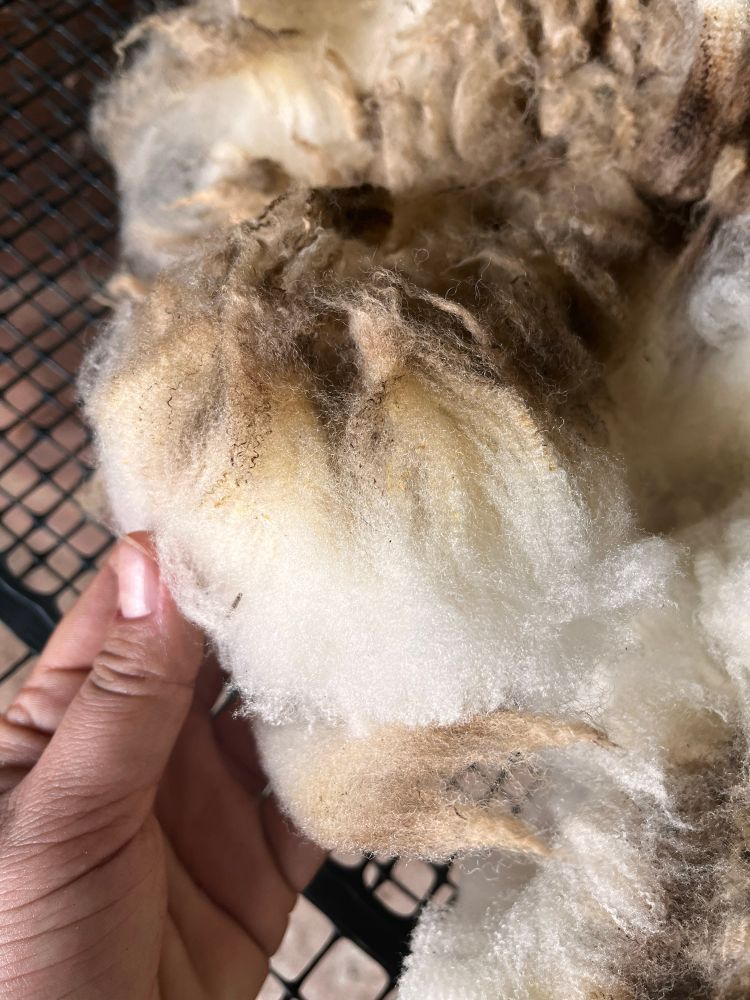 White wool with brown tips. 