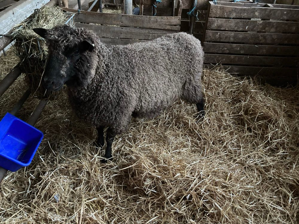 Ethel, a medium/dark grey sheep standing in a pen with hay and fresh straw. This was her first night here so she looks a little wary of everything!