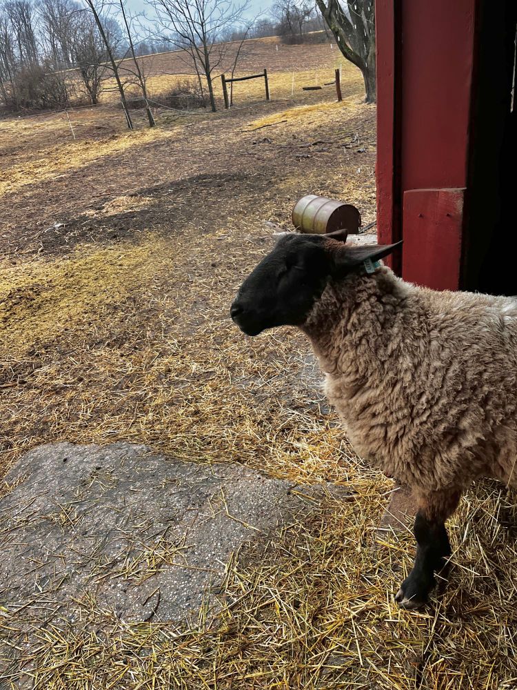 Eva the sheep standing in the doorway of the barn with her ears back watching it rain outside