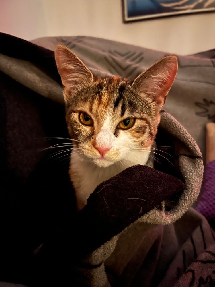 Nala, sköldpaddsfärgad kattunge tittar skeptiskt fram från under pläden.