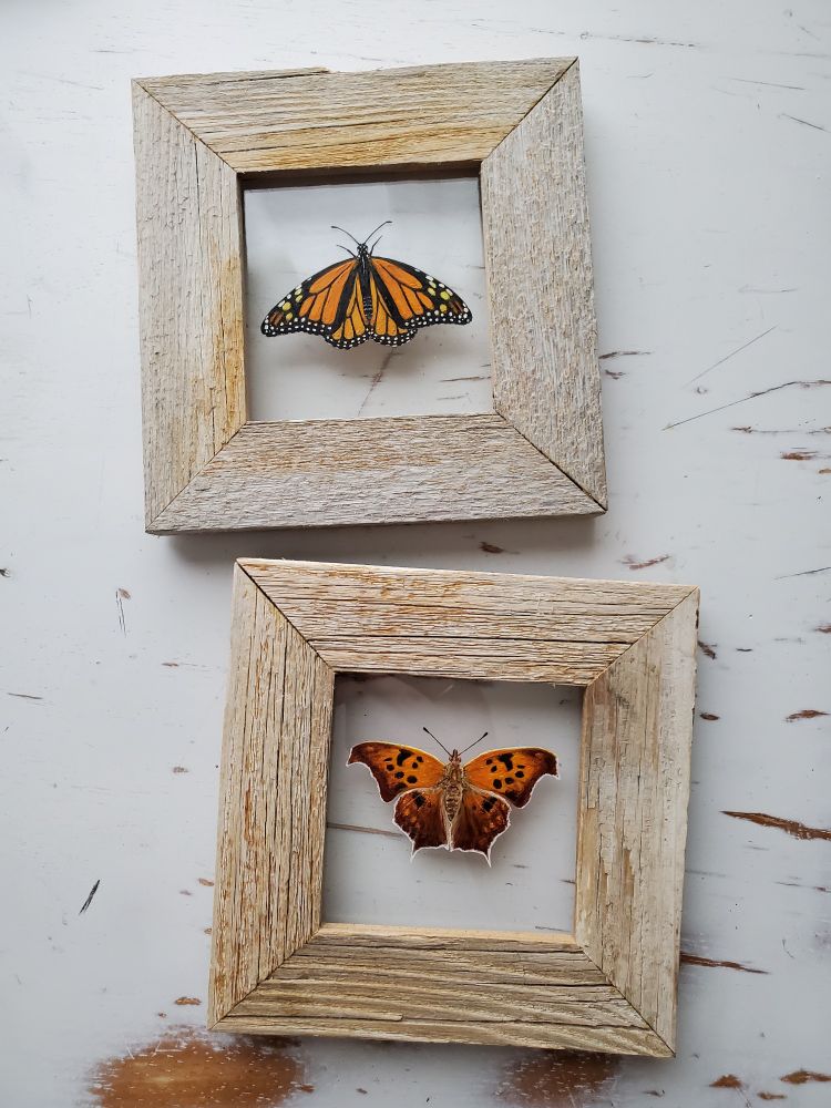 Realistic paintings of two butterflies (a monarch at the top and a question mark butterfly on the bottom) in frames made from rustic reclaimed wood. The pieces are sitting on a distressed white tabletop. There are hints of wood tone showing throughout the white surface, which you can also see behind the insects. This helps to indicate that the they have been painted on clear glass, and look like they are floating in the middle of the frames.