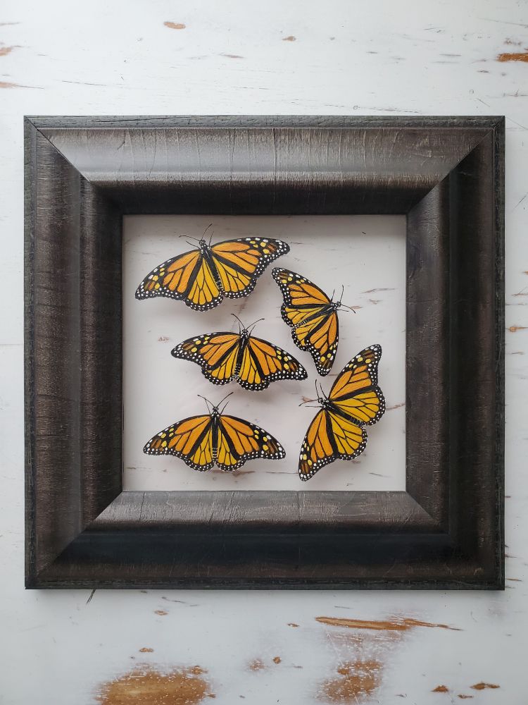 Realistic painting of a five monarch butterflies in a dark rustic wood frame, sitting on a distressed white tabletop. There are hints of wood tone showing throughout the white surface, which you can also see behind the butterflies. This helps to indicate that the insects have been painted on a clear glass surface.