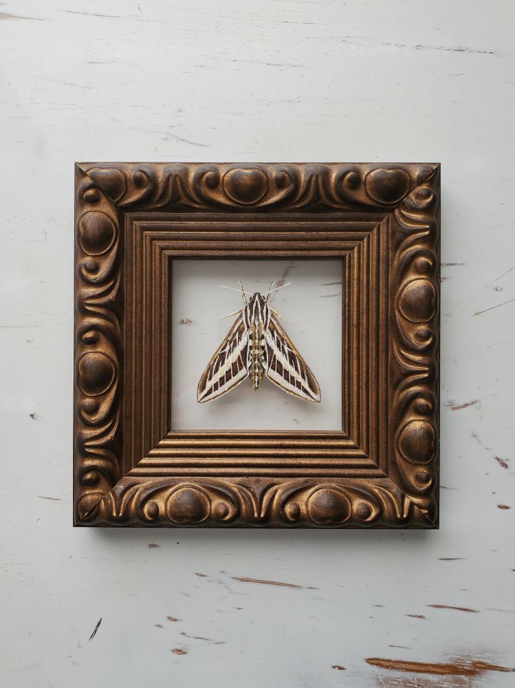 Realistic painting of a moth in an ornate frame, on a distressed white tabletop. There are hints of wood tone showing throughout the white surface, which you can also see behind the moth. This helps to indicate that the insect has been painted on a clear glass surface, and looks like it is floating in the middle of the frame.