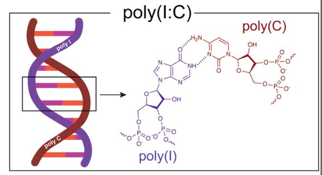 Imagem ilustrativa da estrutura da Poli(I:C), obtida em https://onlinelibrary.wiley.com/doi/10.1002/smll.202306892