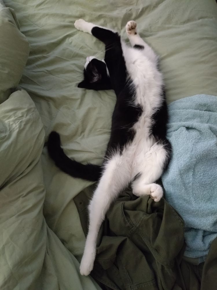 A black and white cat, belly up, full stretch. Say hello to Pete. Not pictured, Pete's resting furious face. Perma-livid. 
