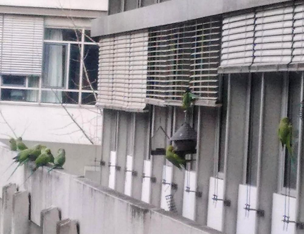 Several Green parakeets sitting and hanging around in front of a window