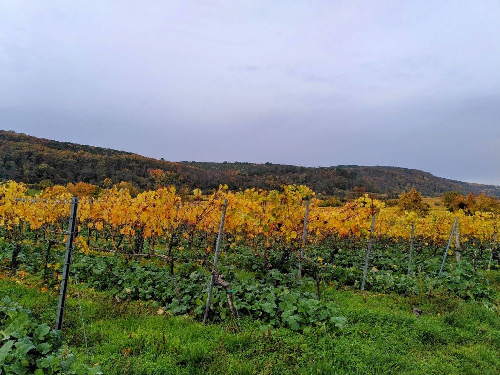Vineyards with wooded hills in the background 
