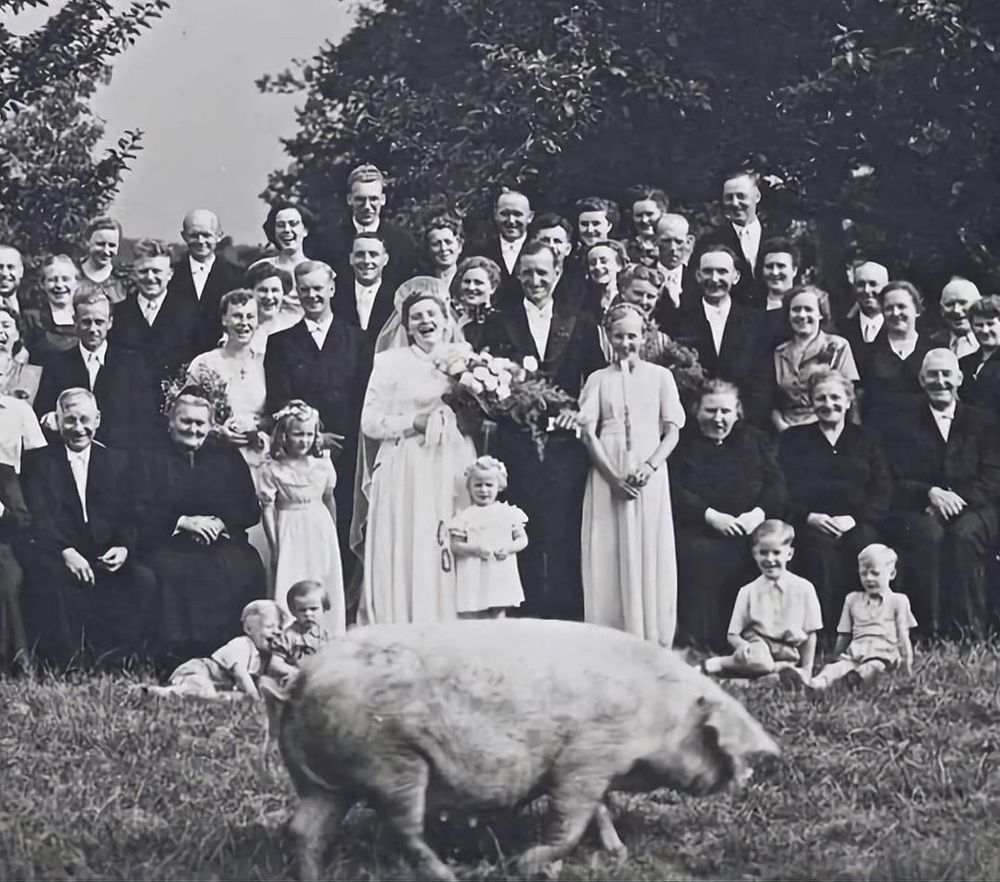 A wedding photo, estimated to be taken in 1927 England, showing the wedding party and numerous guests in a grassy field with trees behind them.

In front, a pig is walking past, and many of the guests are caught smiling and laughing, especially the bride.