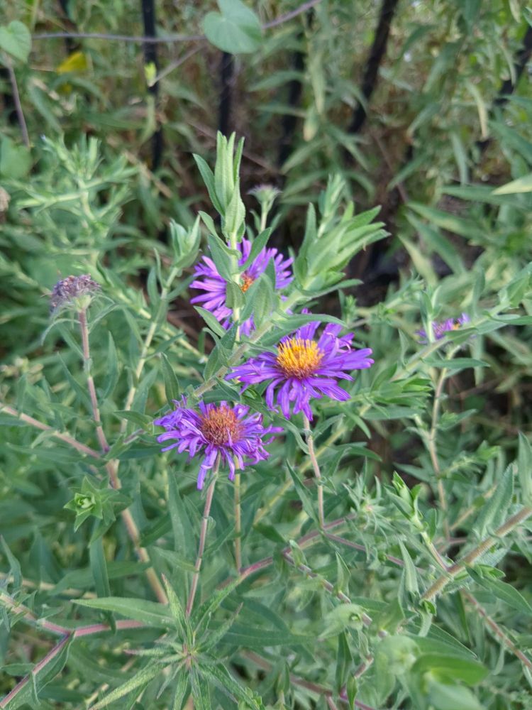 the first few purple blooms atop New England aster 