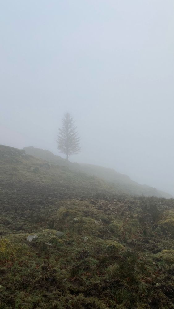 A tree in the fog in the Highlands