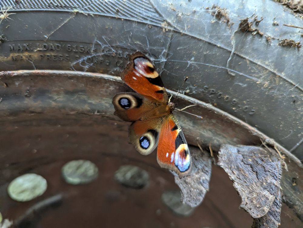 One butterfly with its wings open. It's a peacock butterfly, with orange and brown colours and four round black, yellow and blue circle patterns. It's sitting on the inside of a dusty, web-covered wheel