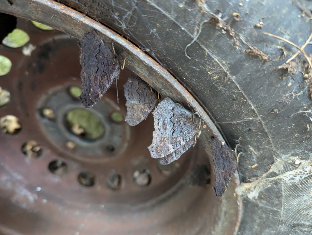 Four butterflies on an old wheel. The tyre is covered in spider webs and garden detritus. Their wings are closed, so they all look gunmetal grey in colour