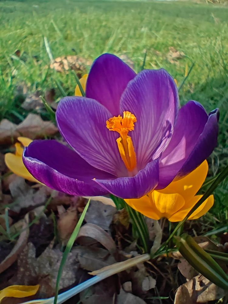 violet crocuses...Bg green grass...plzzz...enjoy  !