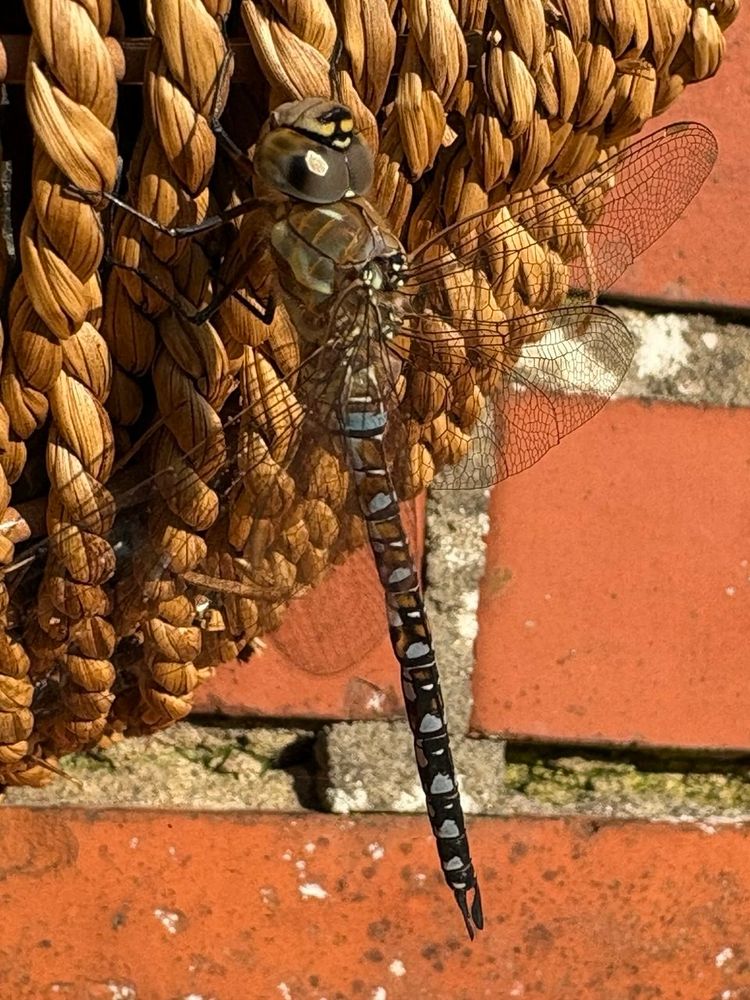 pond citizen...buzzing all around...
