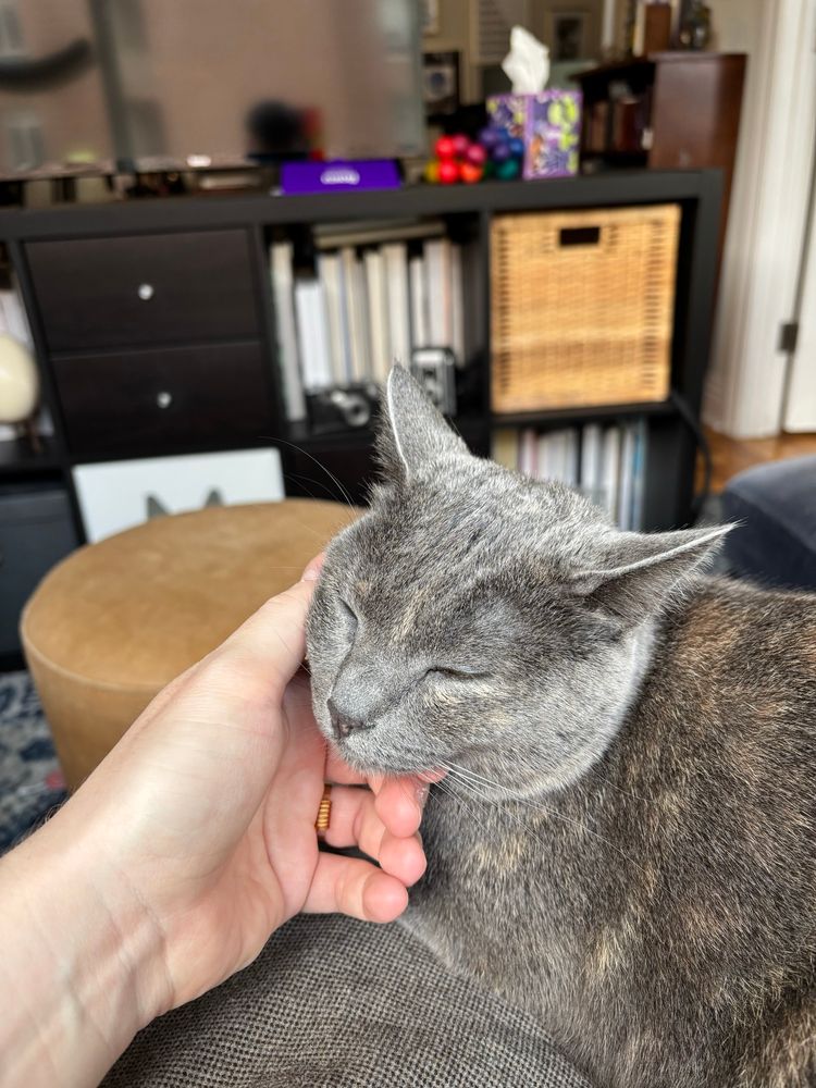 a white person’s hand, wearing a wedding ring, pets the cheek of a dilute tortoiseshell cat sitting on the person’s lap. 