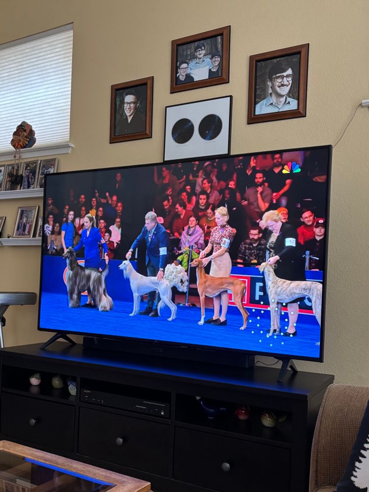 the national dog show is on a large tv!!