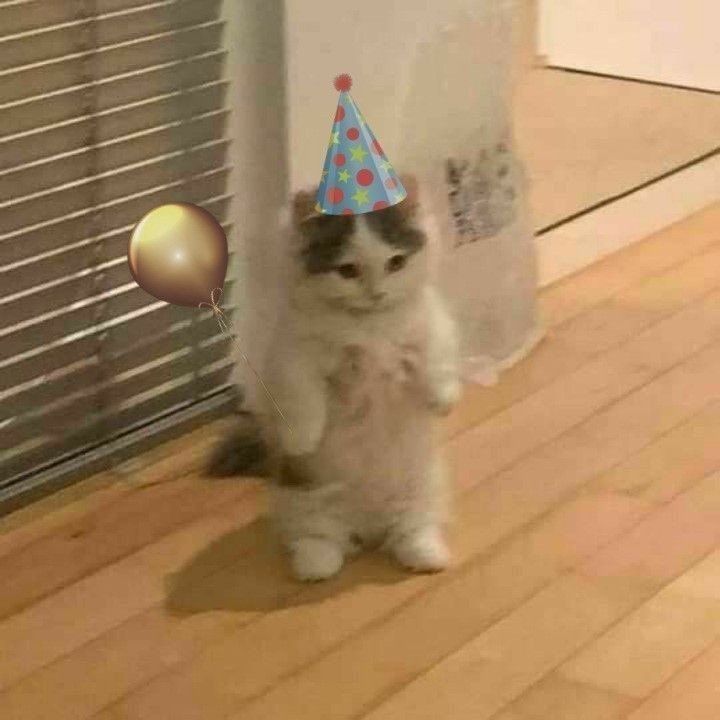 a picture of a small cat stood on its back legs so it looks like it's standing up straight, with a birthday hat edited onto it's head, aswell as a gold balloon edited in so it looks like the cat is holding it