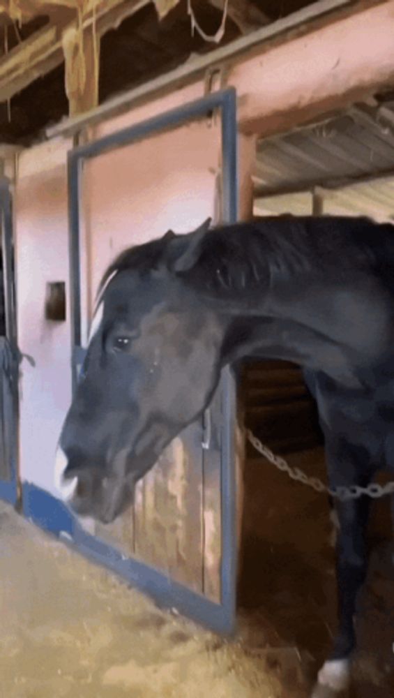 a black horse is standing in a stable with a pink wall