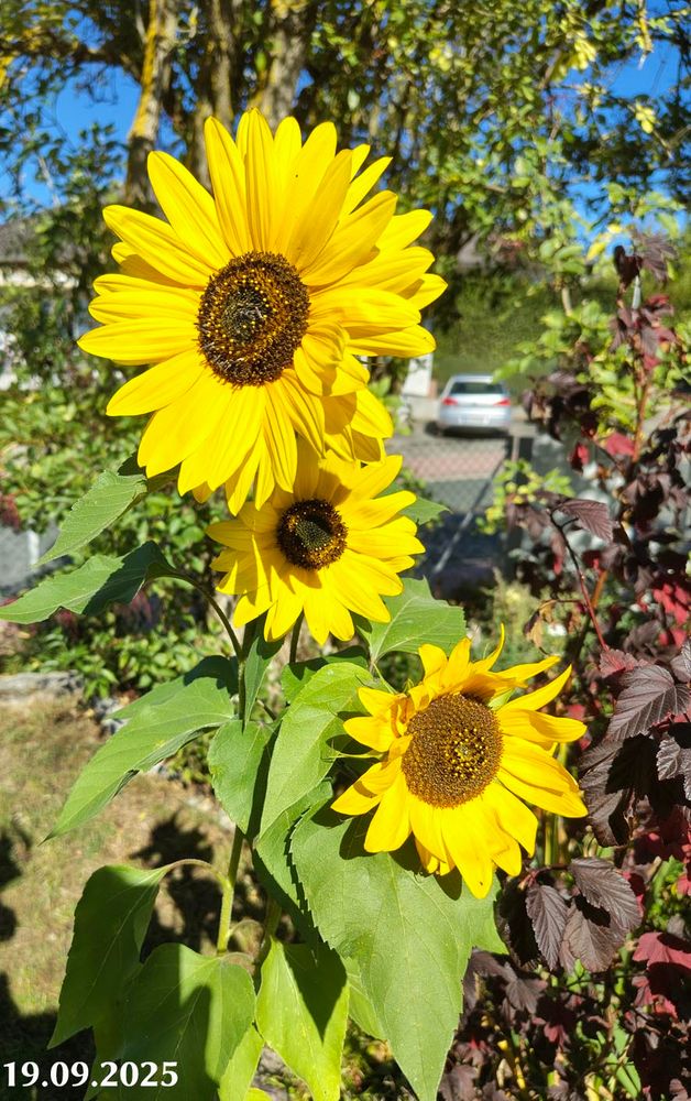 Drei blühende sonnenblumen, im Hintergrund eine Holunder, etwa fünf Meter von der Straße entfernt.

Three blooming sunflowers, with an elderberry tree in the background, located approximately five meters away from the road.