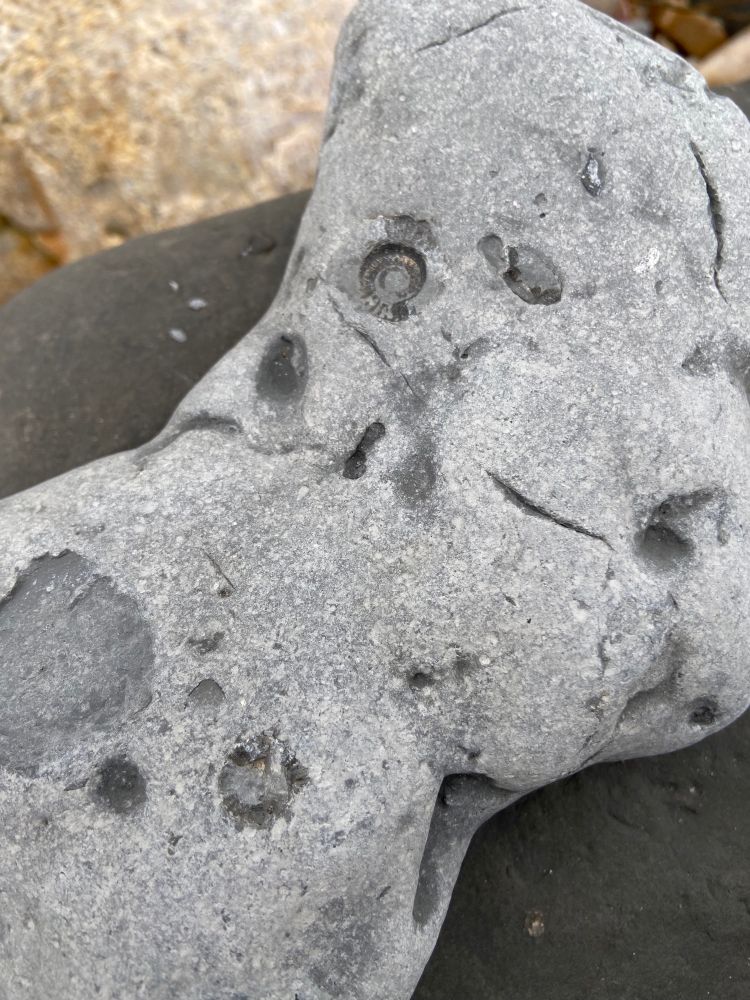 A rock of limestone with small ammonites imbedded into it’s surface.

Found in Charmouth