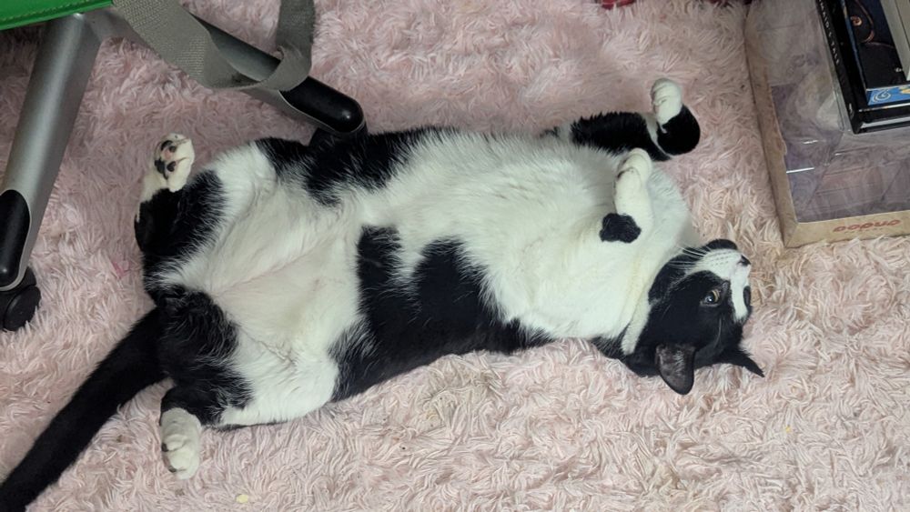 A tuxedo cat laying belly up