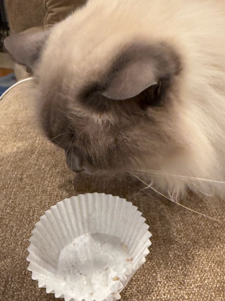 Closeup of a Birman cat hovering over one of the paper cups that are in butter cookie boxes. 