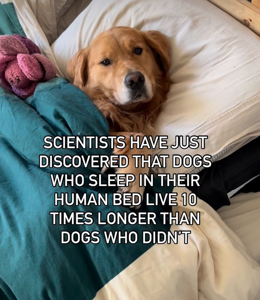 Golden retriever sweet and snuggly in bed with a blue duvet