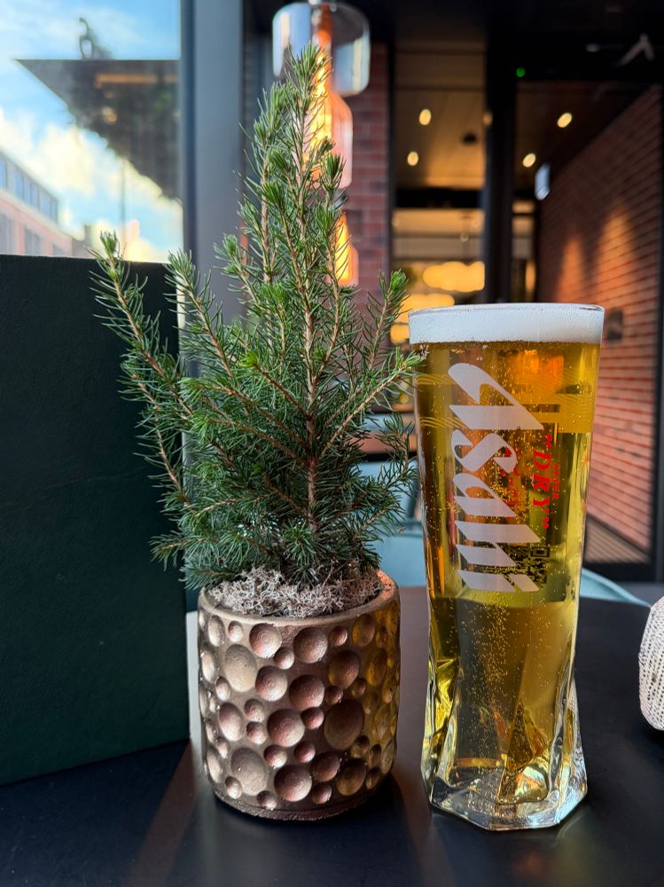 A crisp pint of Asahi next to a sprig of fir in a pot. The setting is a bar in Liverpool. The table is tall. It is November.