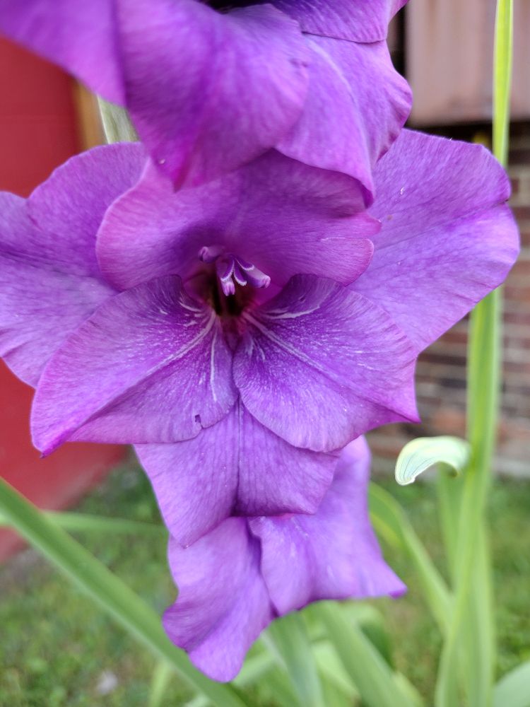 Purple gladiolas 