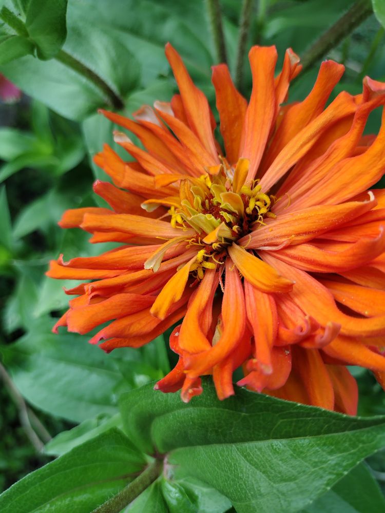 Orange zinnia 
