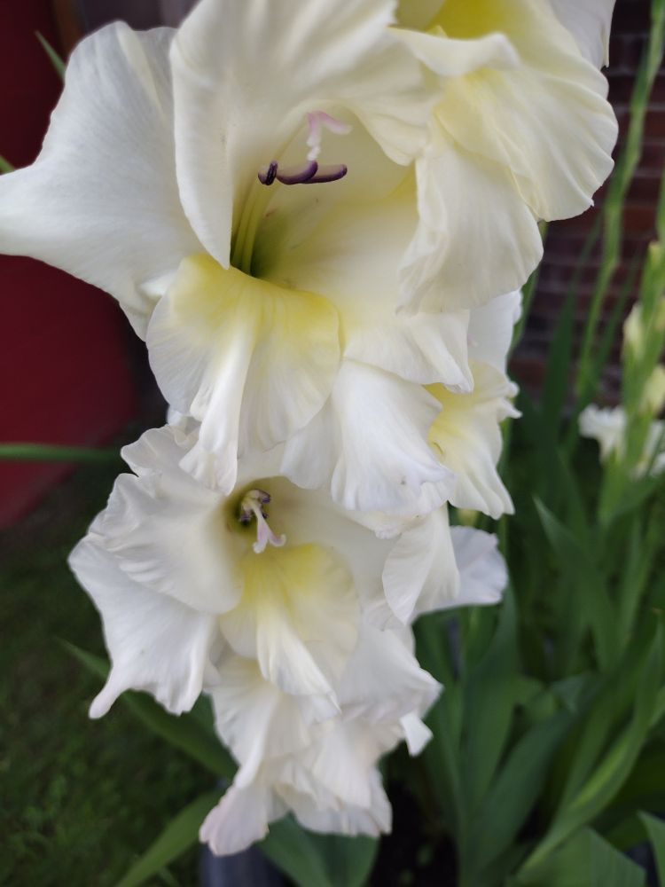 Gladiolas 