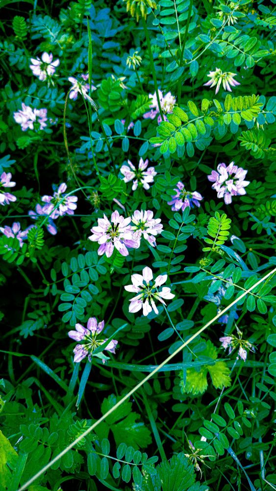 Crown vetch 