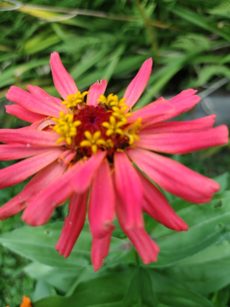 Redish pink zinnia 