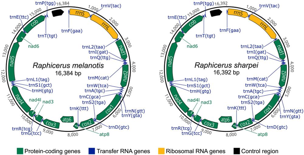 Figure 2. Mitochondrial genome maps of R. melanotis (Cape grysbok) and R. sharpei (Sharpe’s grysbok) produced in Geneious Prime and further edited in Inkscape v1.2 (https://inkscape.org/).
