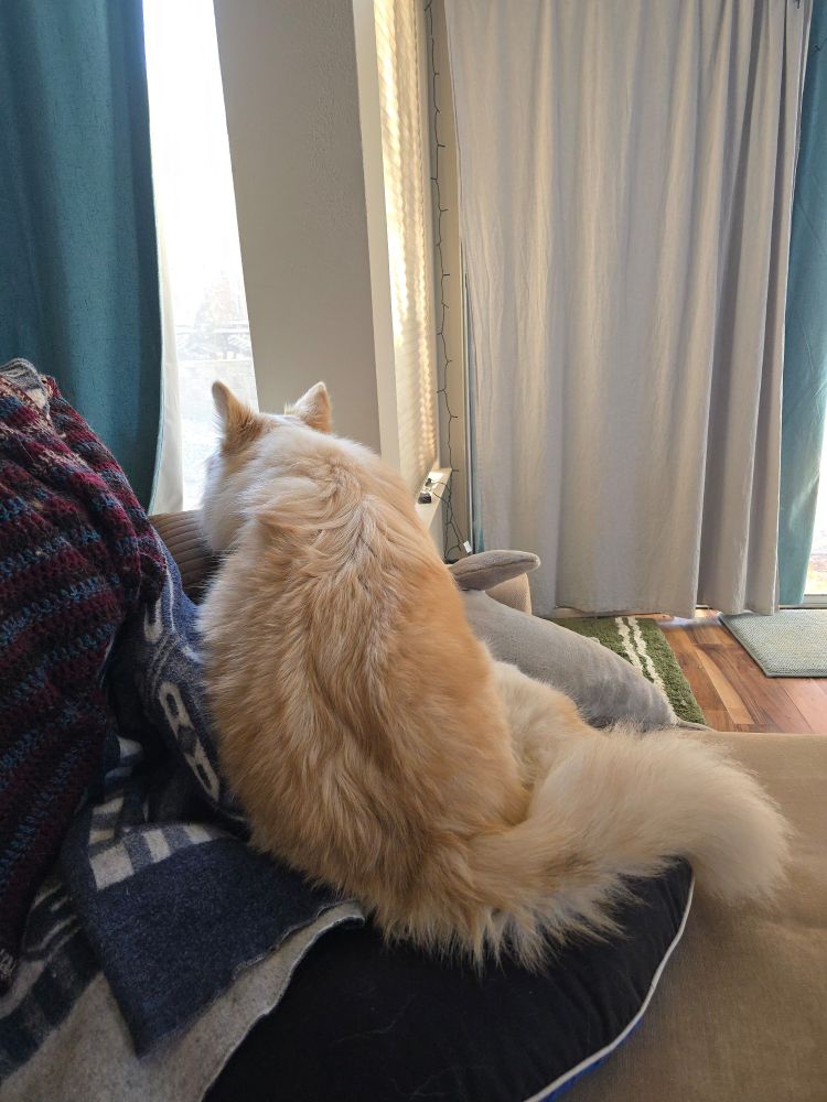 A cream and white fluffy husky-shepherd dog is draped over a pile of cushions and blue, red, and white blankets on a sofa.  The sofa is in front of a window with green curtains that are open a small amount, with another set of green and white curtains in the background. The dog's chin is resting on the arm of the sofa as they stare outside.  