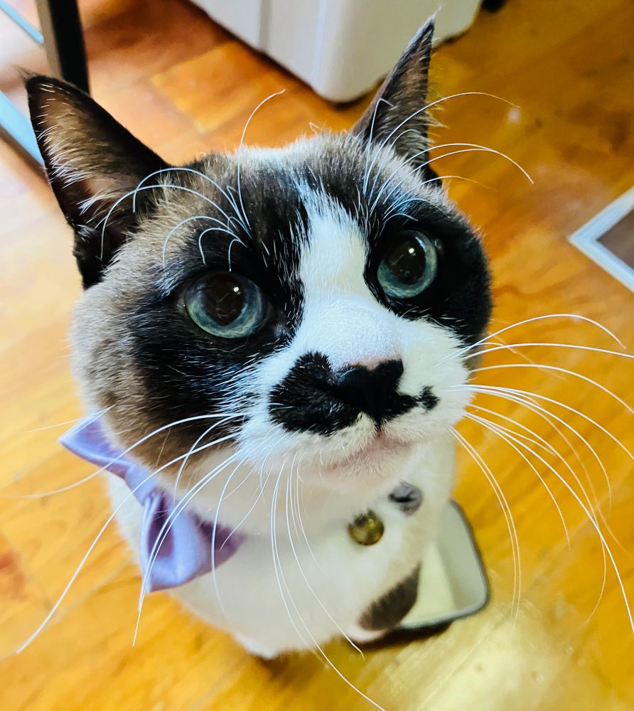 ご飯を要求する猫ちゃん