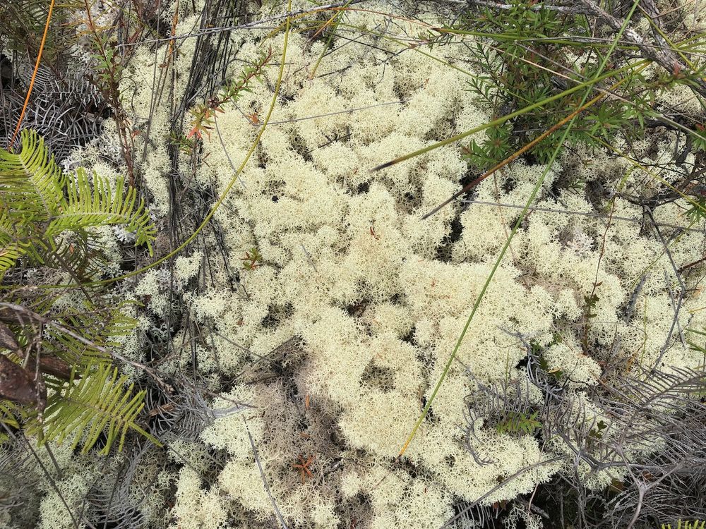 Fluffy balls of cream to silver moss growing amount ferns and rushes