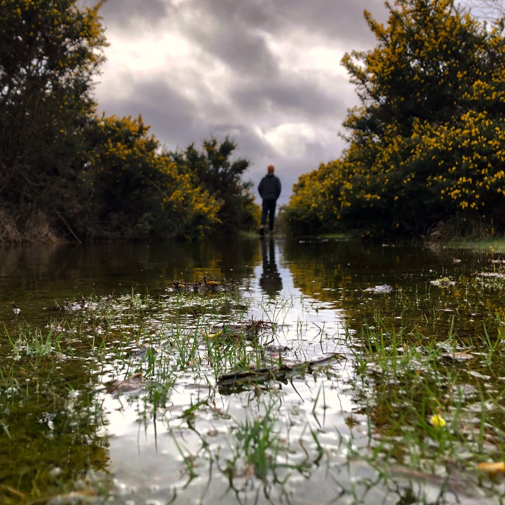 In the foreground, a shallow pond with grass poking out of the water. In the background, a man walks away, framed by two large gorse bushes.