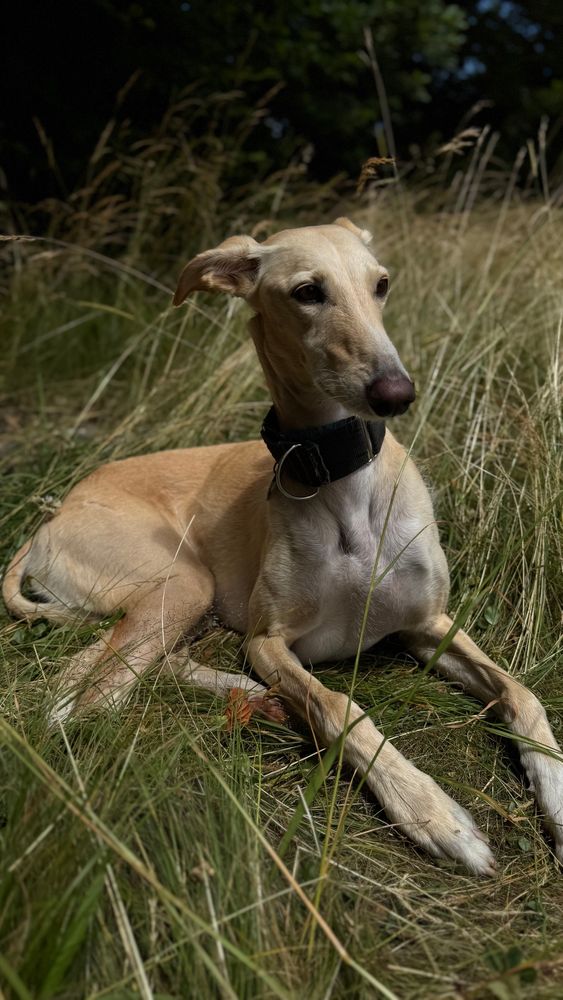 Spanish greyhound Galgo Caramelo portrayed in yellow field. 