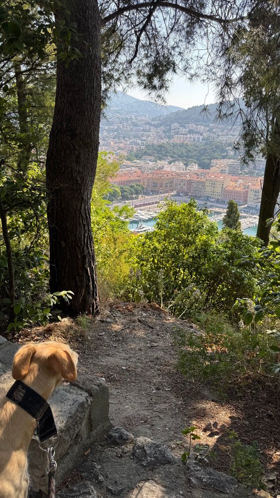 Spanish greyhound Galgo Caramelo in early walk with Nice port in background. 