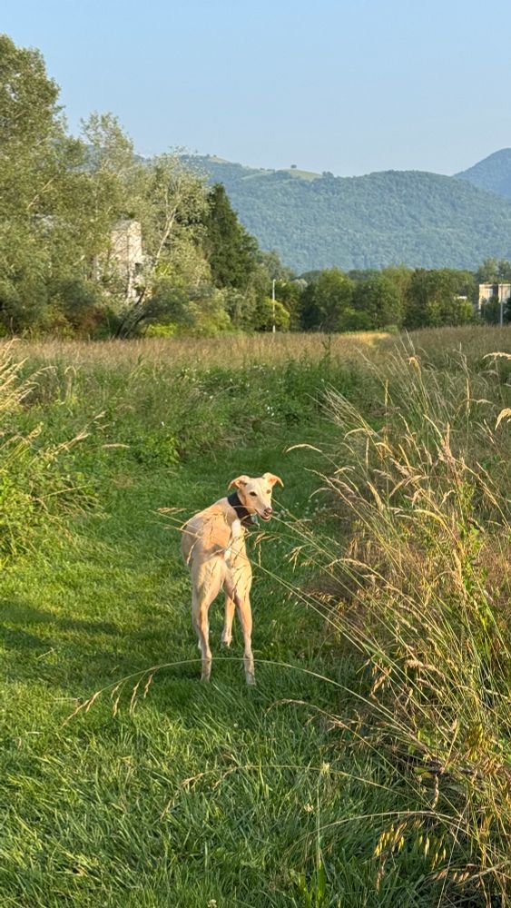 Spanish greyhound Galgo Caramelo on a field with countryside in background.